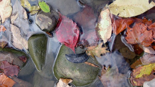 leaves in a stream